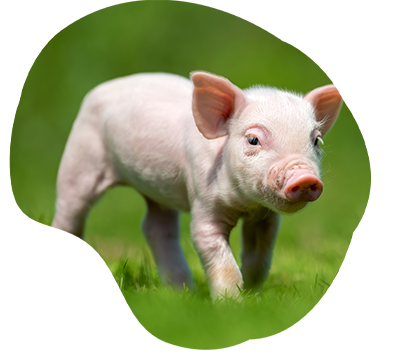 cerdito 1